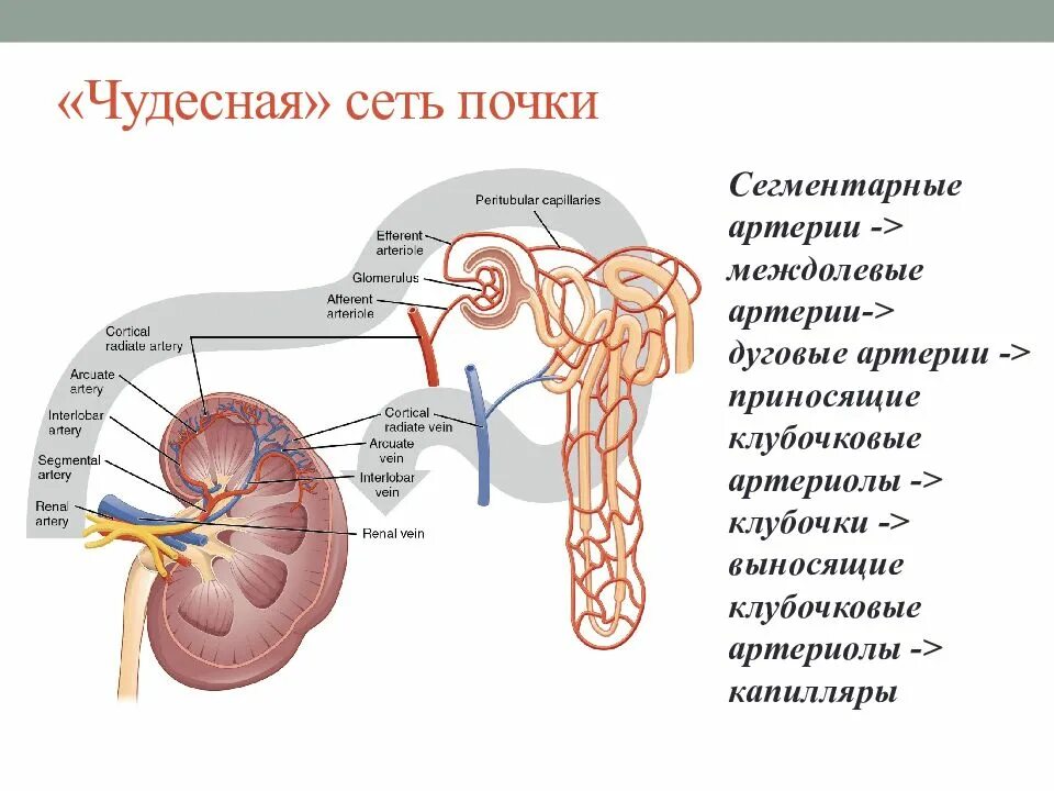 Чудесная сеть капилляров. Чудесная сеть печени анатомия. Чудесная сеть анатомия. Кровоснабжение печеночной дольки. Чудесная сеть анатомия.