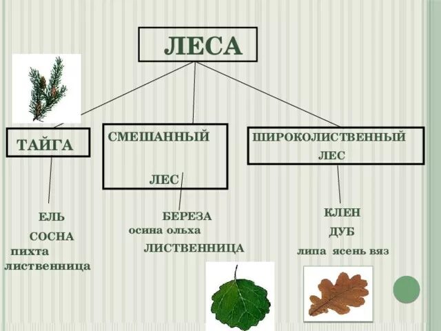 Липа хвойное. Береза осина ель сосна пихта клен липа вяз дуб. Широколиственные леса липа вяз. Смешанные и лиственные леса тайги. Схема дерева хвойных пород.