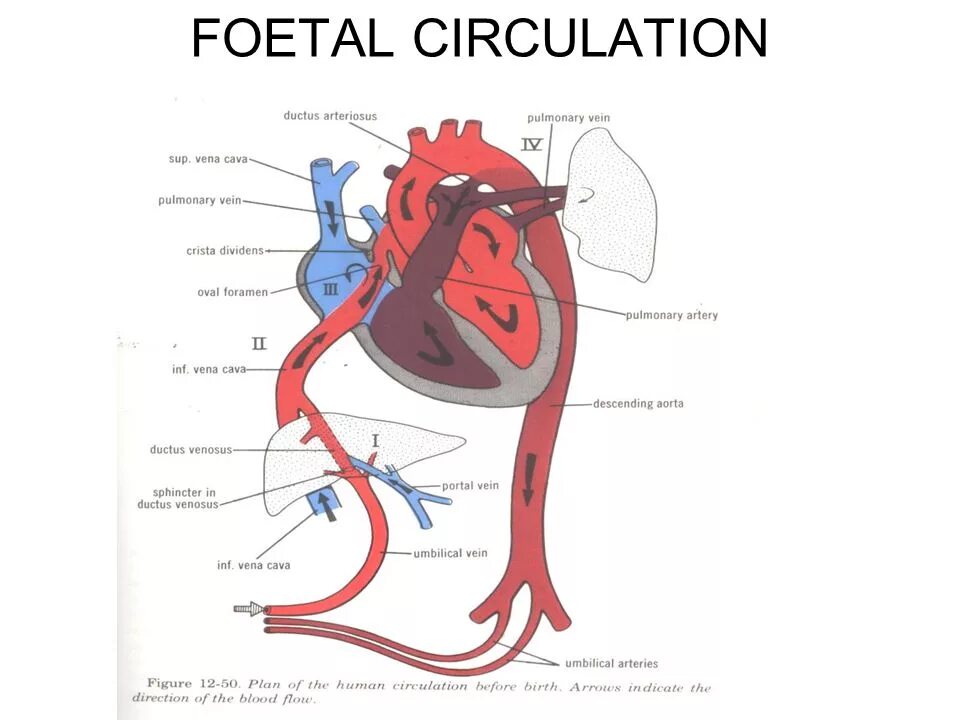 De circulation. Fetal circulation. circulation. crista dividens в сердце.