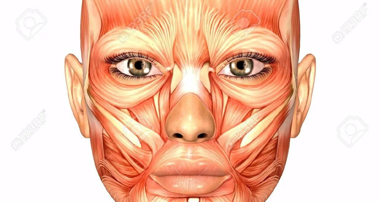 Косметология мышцы. Мимические мышцы лица анатомический атлас. Мышцы лица анатомия атлас. Мышцы лица в косметологии. Мышцы лица женщины.