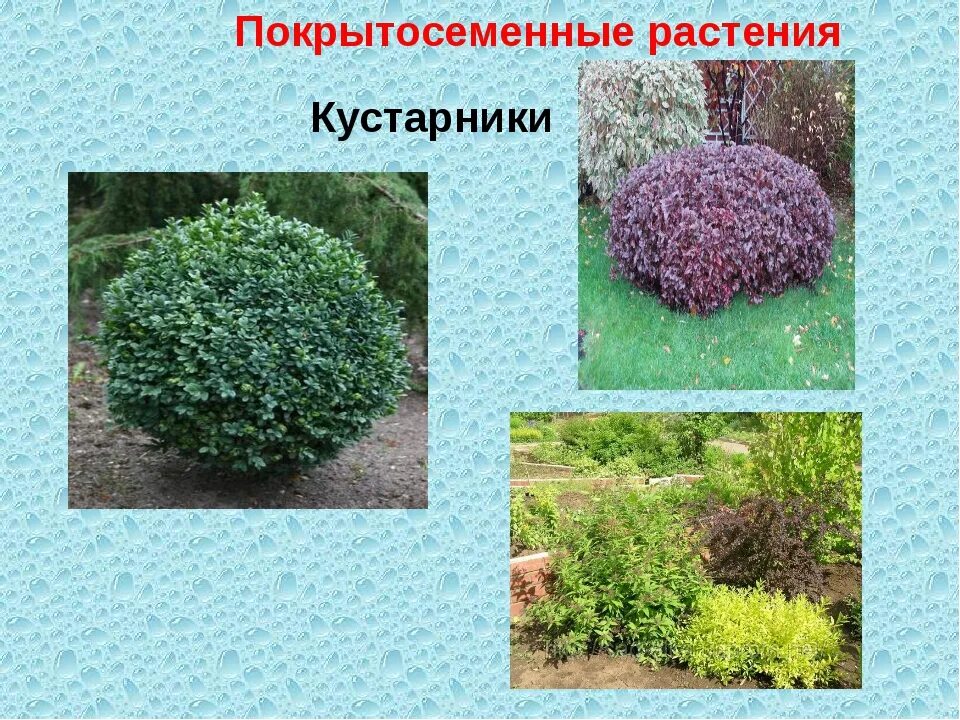 Кустарниковые растения примеры. Покрытосеменные кустарники. кустарники примеры. цветковые растения кустарники. покрытосеменные кустарники названия.