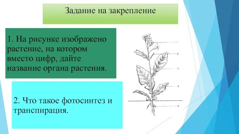 Строение растения в связи с условиями. Название органов растений. Морфология растений презентация. Назовите растение изображенное на рисунке. Основные методы морфологии растений.