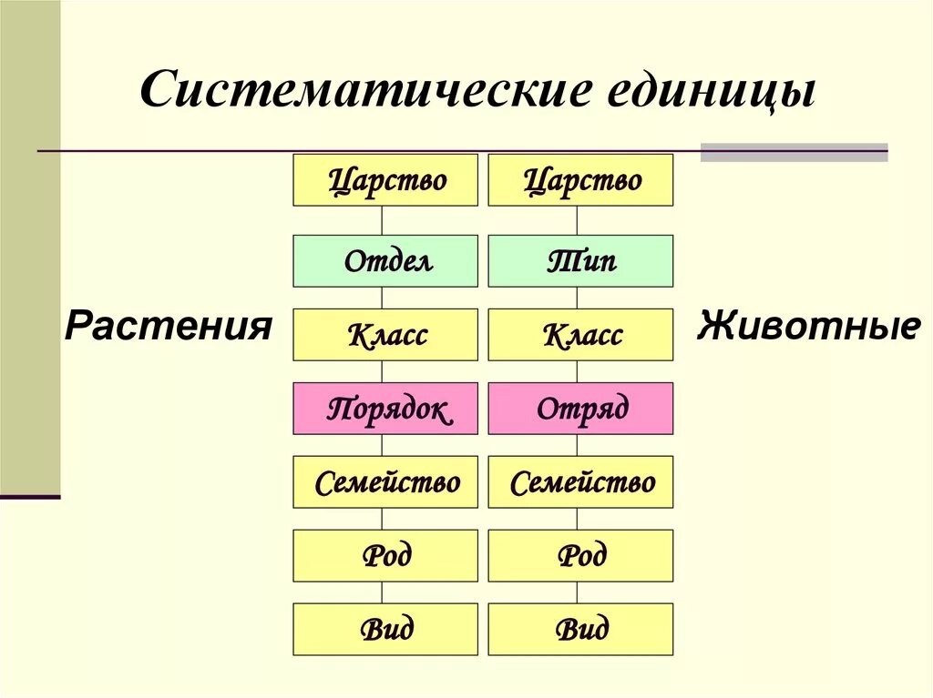 Систематические единицы в биологии царство. Систематические таксономические единицы. Систематические единицы растений таксоны. Систематика растений царство отделы. Схема какой род