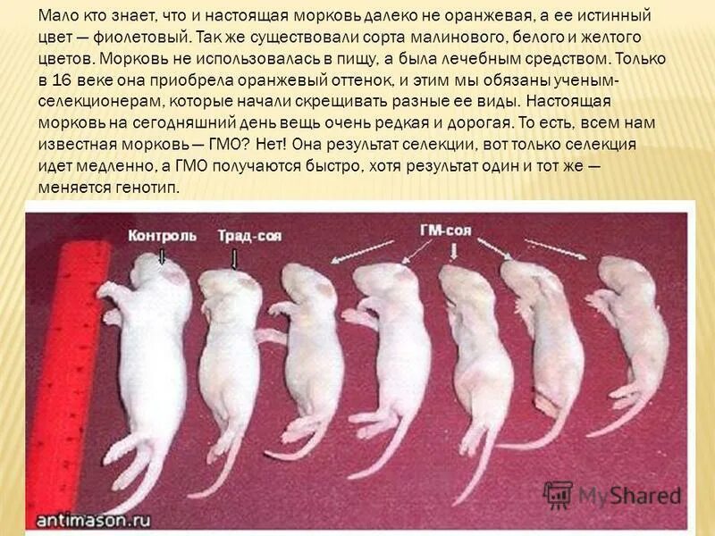 Орудия труда в период палеолита. Гипоспадия стволовая форма. Вплоть различный. Презентация история появления денег 7 класс. Строение анализатора осязания схема.