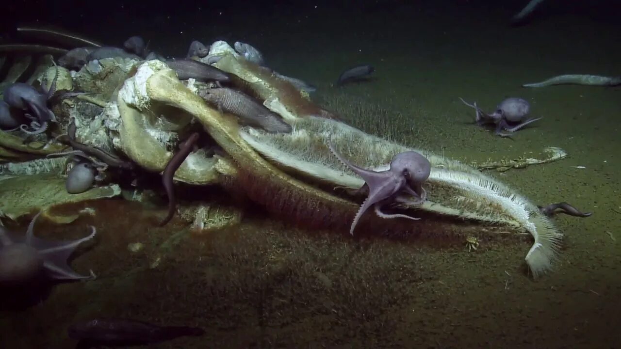 Скелеты морских животных. Скелеты морских обитателей. Глубоководный осьминог. Неизученные морские существа.