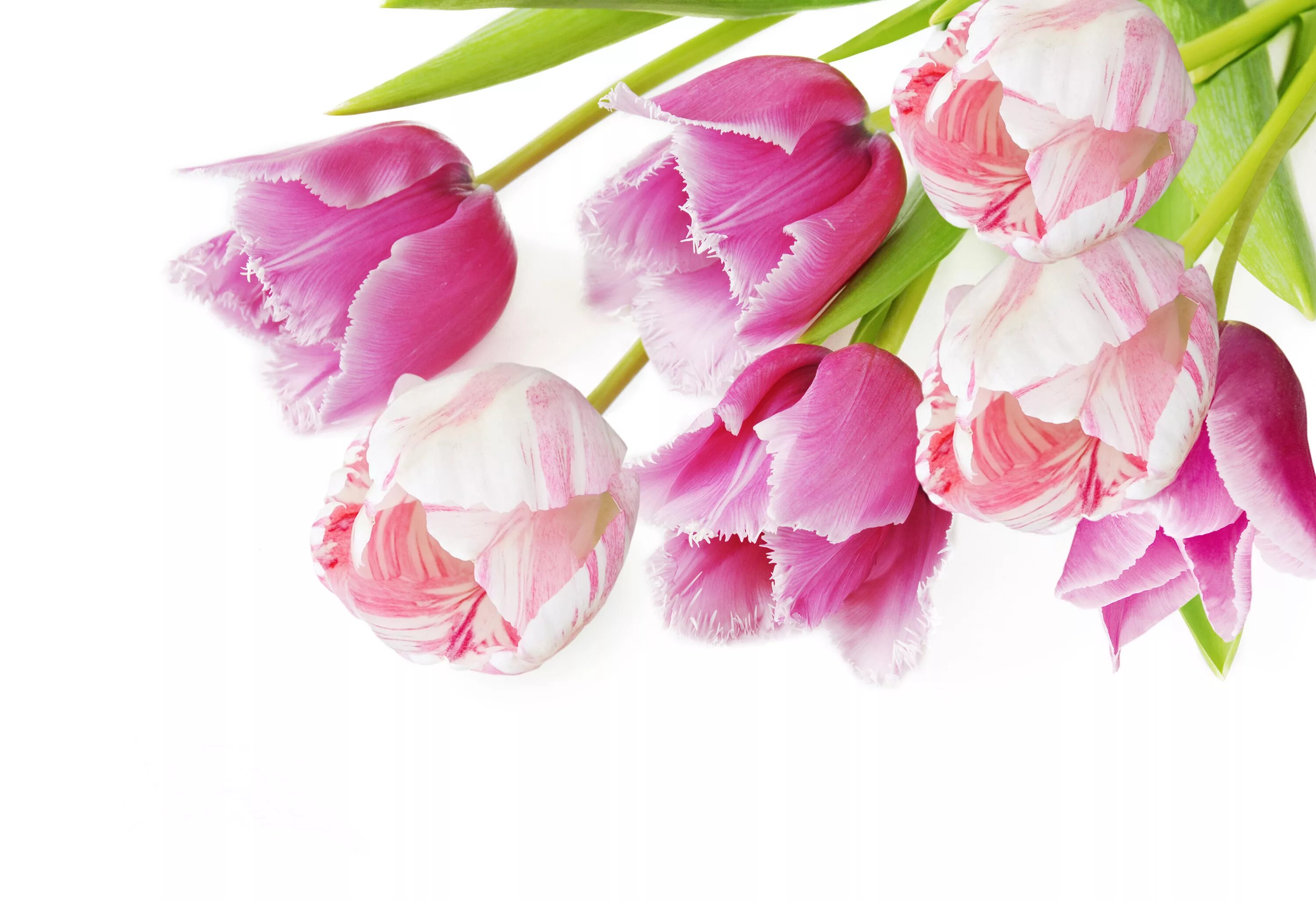 Розовые тюльпаны. Цветы тюльпаны. Тюльпаны разноцветные. Нежные тюльпаны. Красивые тюльпаны.