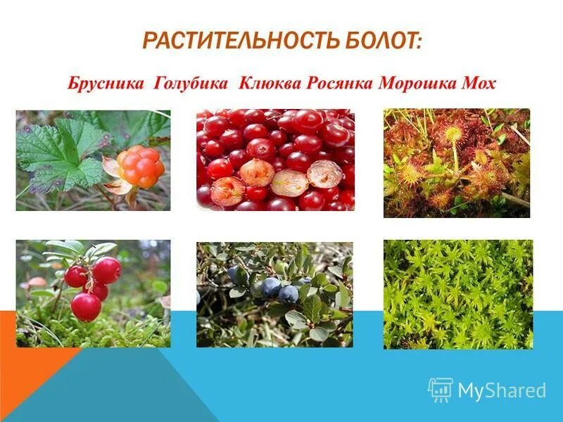 преобладающие растения. растительный мир название. какая растительность преобладает в москве. какая растительность преобладает в москве. растения красной книги московской области.