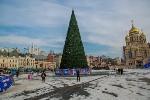 Ели владивосток