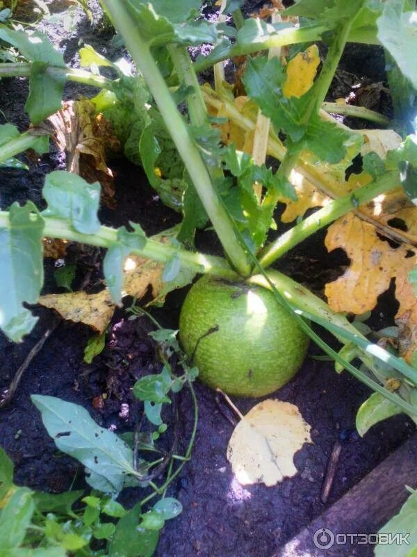 редька маргеланская описание сорта. когда сеять редьку маргеланскую в открытый грунт. турп зелёная редька. редька зеленая маргеланская. редька магеллан.