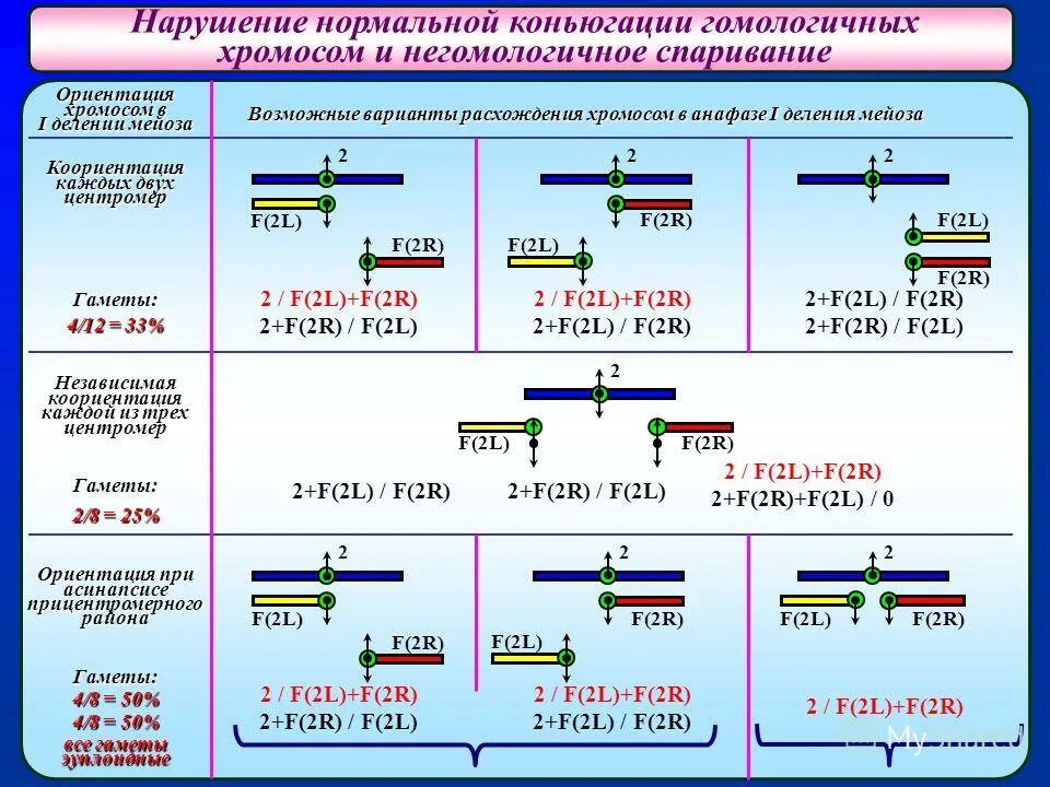 описание профазы мейоза. мейоз 1 конъюгация. образование бивалентов и кроссинговер. спаривание гомологичных хромосом. конъюгация гомологичных хромосом митоза.
