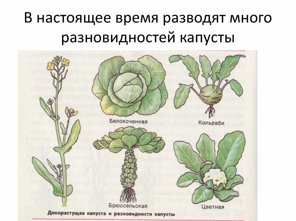 Искусственный отбор примеры растений. Сорта капусты искусственный отбор. Сорта капусты и дикий предок. Селекция капусты. Дикий предок капусты