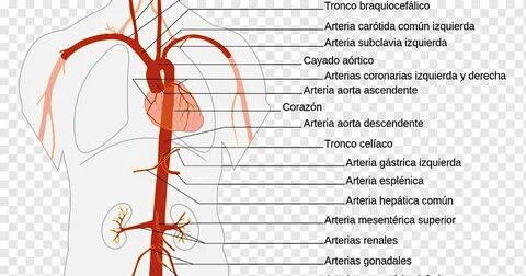 Грудная аорта на латинском