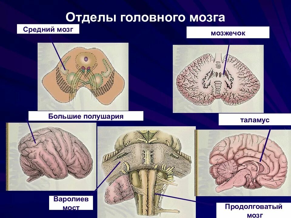 Строение мозга мозжечок варолиев мост. Отделы продолговатого мозга анатомия. Головной мозг средний мозг. Продолговатый мозг и мозжечок функции. Строение среднего мозга 8 класс