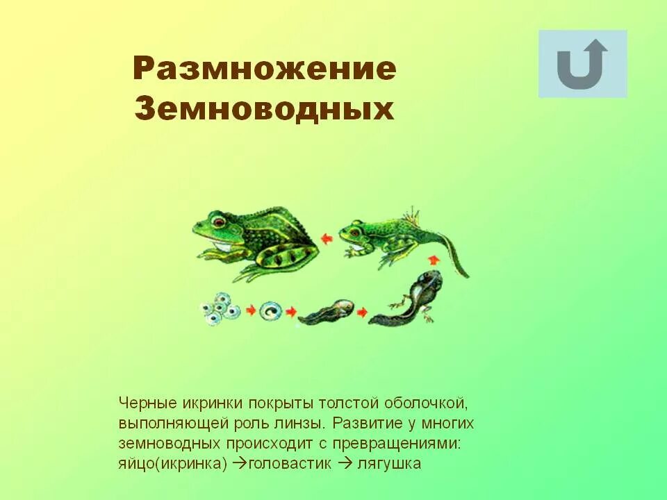 Какой тип развития у земноводных. Размножение земноводных. Развитие и размножение з. Земноводные способ размножения. Размножение амфибий.