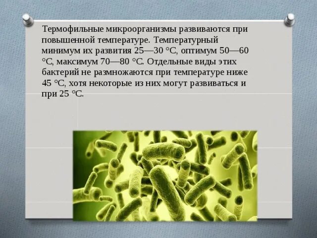 Молочнокислые бактерии при какой температуре. Термофильные и мезофильные бактерии. Термофильные молочнокислые бактерии. Теплолюбивые микроорганизмы. Термофилы микроорганизмы.