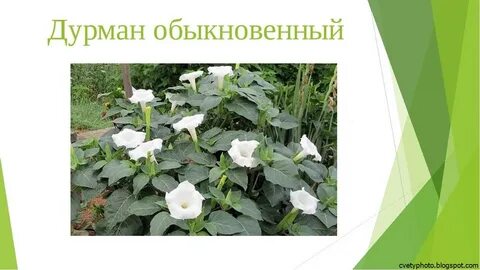 Дурман обыкновенный наземно воздушная или водная