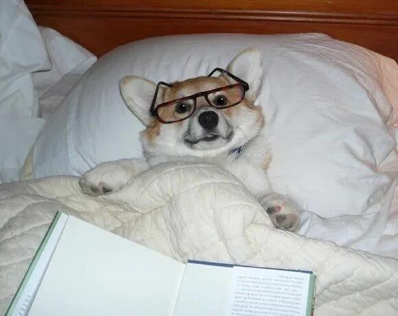 Собака в кровати мем Pin by Peters Marianne on Collection Sleepy dogs, Cute dogs, Puppies