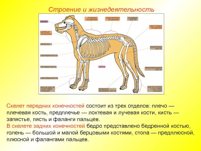 Скелет задних конечностей у млекопитающих. Скелет задней конечности млекопитающего отделы. Строение пояса передних конечностей собаки. Скелет поясов конечностей млекопитающих. Кости скелета задней конечности млекопитающих.