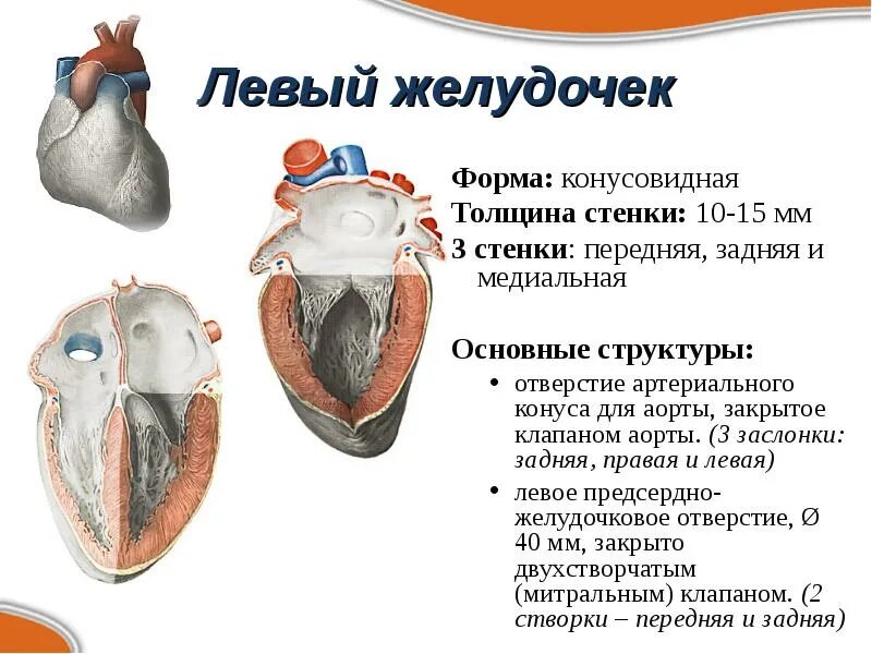 Артериальный конус правого желудочка. Строение левого желудочка сердца. Артериальный конус сердца. Артериальный конус левого желудочка.