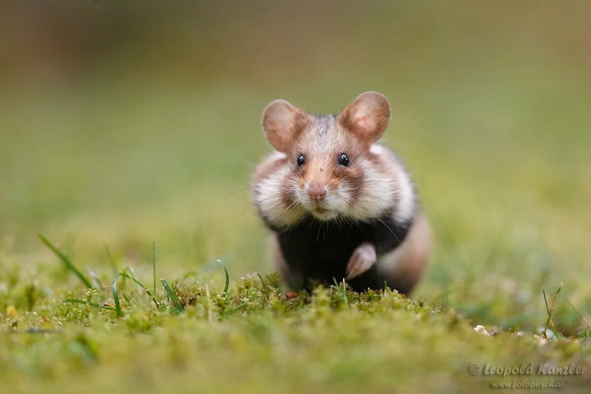 Хомяков на поле. Хомячок карбыш. Обыкновенный хомяк Cricetus Cricetus Linnaeus. Крымский полевой хомяк. Степной хомяк.