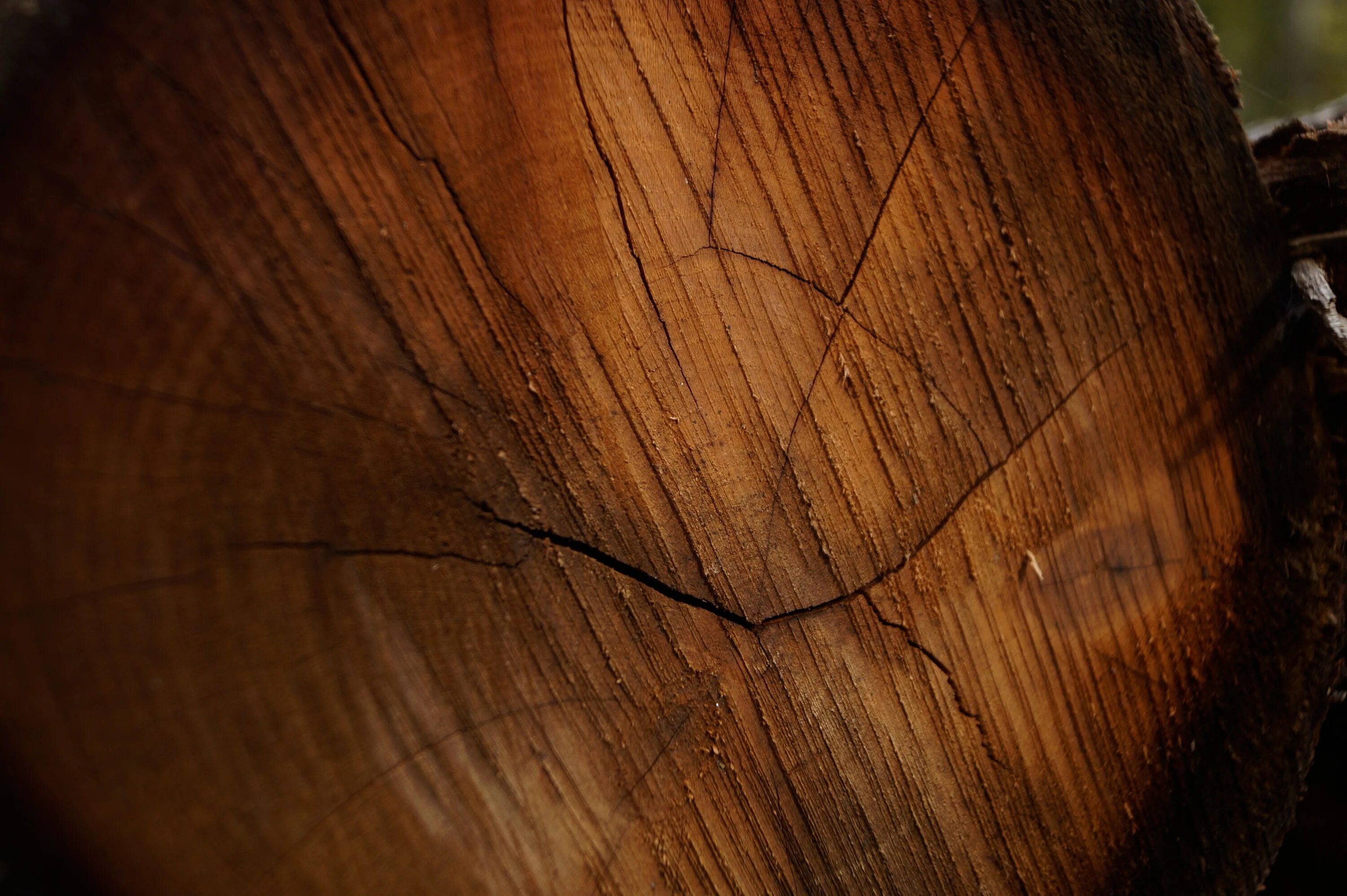 Brown tree
