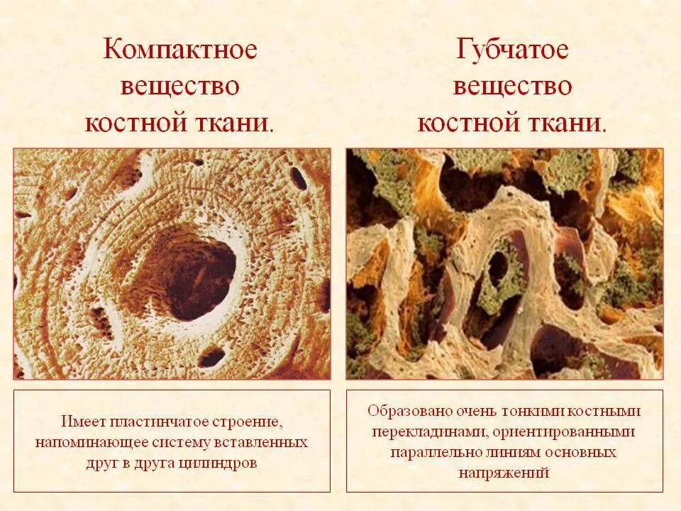 Компактное вещество находится. Губчатое и компактное вещество костной ткани. Строение компактного и губчатого вещества кости. Компактная пластинчатая костная ткань располагается. Строение губчатой ткани кости.