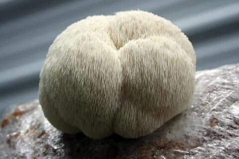 Lions mane mycelium