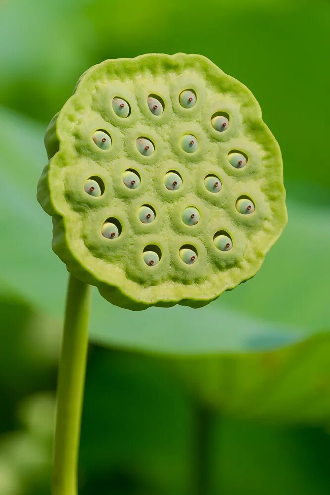 лотос семена. лотос орехоносный плод. семена лотоса семена лотоса. лотос семена. лотос орехоносный семена.