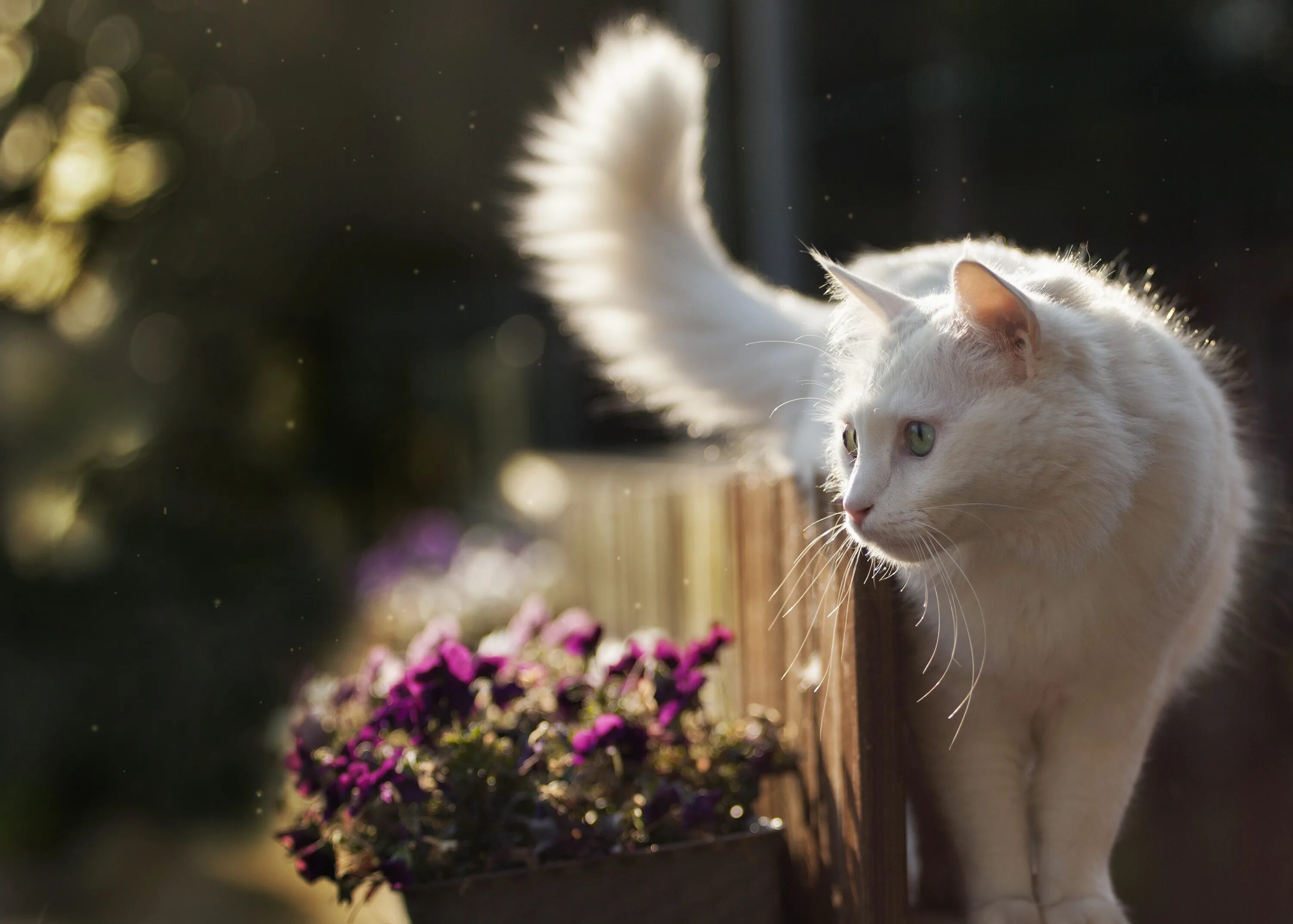 Фото кошечек красивых. Турецкая ангора кошка. Кошка белая. Красивые кошечки. Красивая белая кошка.