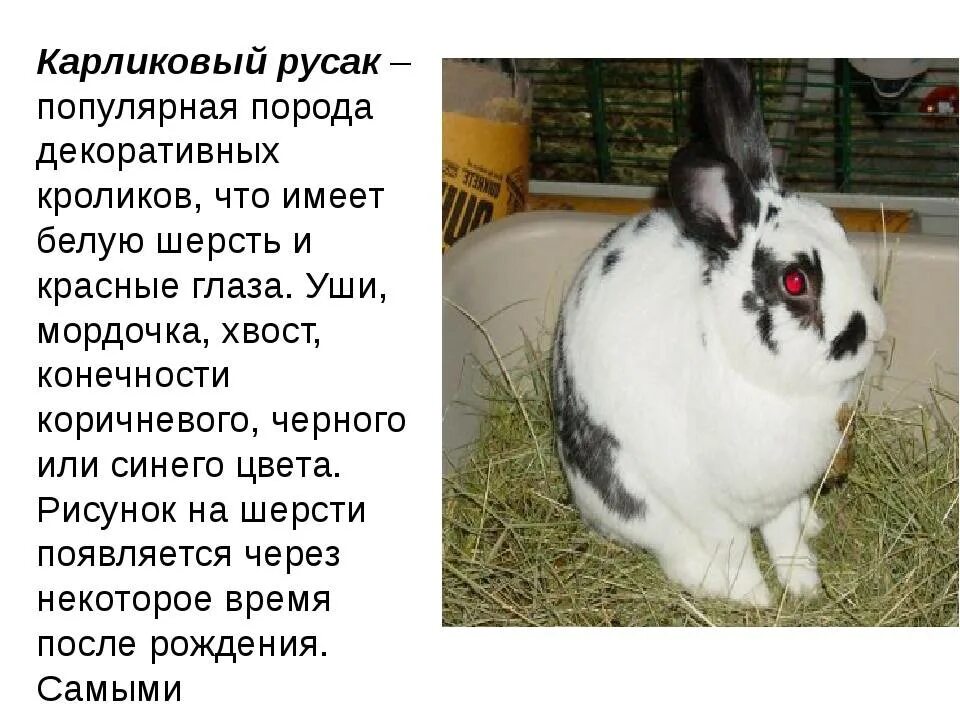 К какому классу относится кролик. Название пород кроликов. Породы кролей с фото и описанием. Породы кроликов с фотографиями. Распространенные породы кроликов.