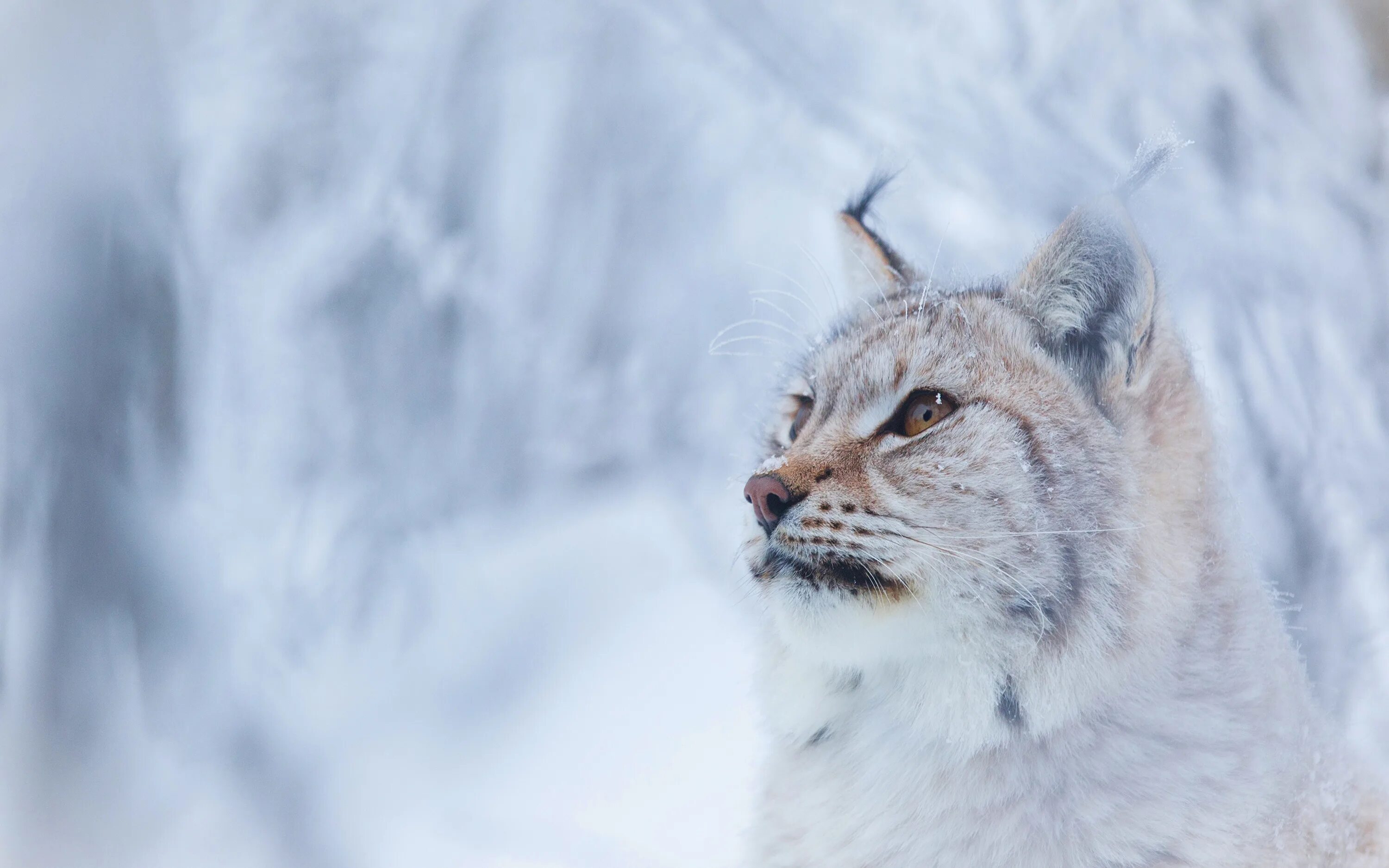 Lynx Lynx Евразийская Рысь. Обыкновенная (Евразийская) Рысь. Полярная Рысь. Белая Сибирская Рысь. Фон рыси