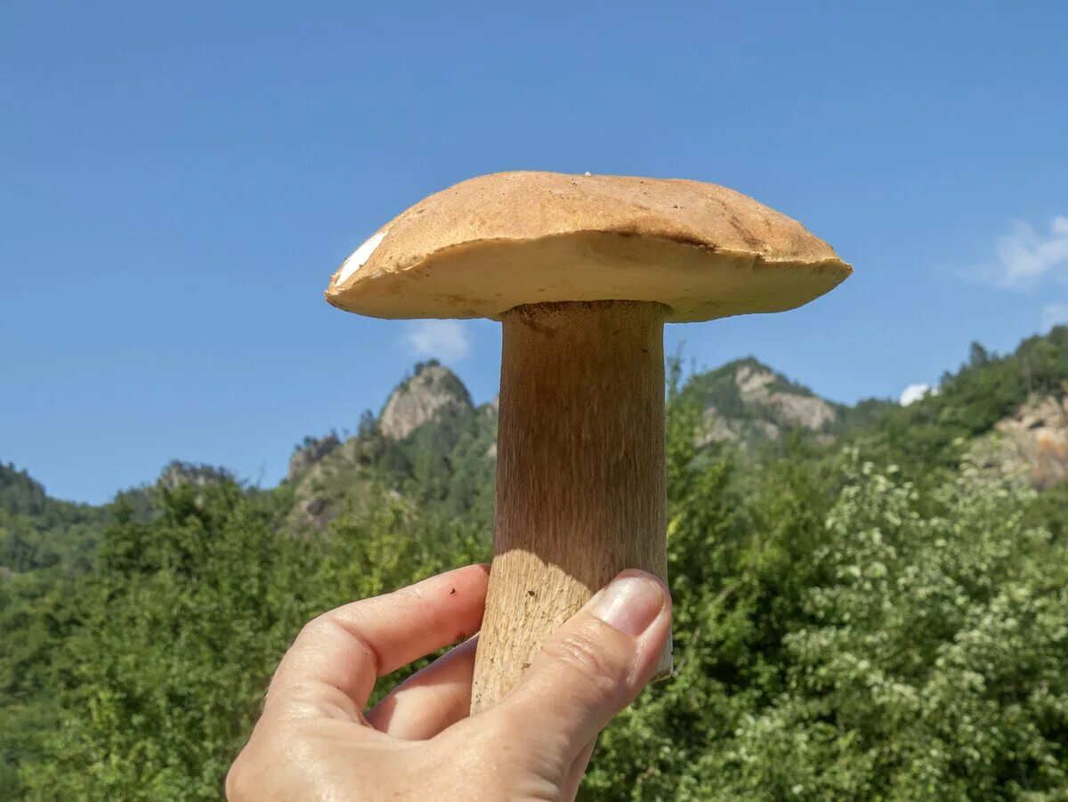 Геопора Самнера (Geopora sumneriana), Peziza sumneriana, Lachnea sumneriana