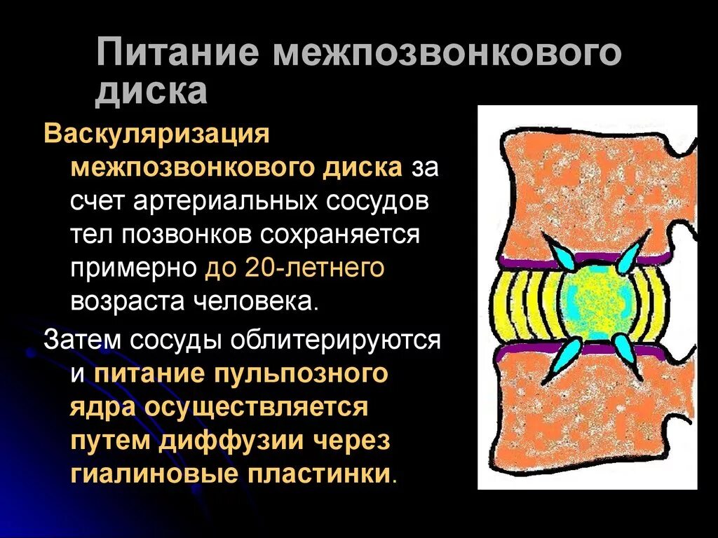 Кровоснабжение межпозвоночных дисков. Питание межпозвонкового диска. Кровоснабжение межпозвонковых дисков. Межпозвонковый диск питание. Межпозвоночный диск сосуды.