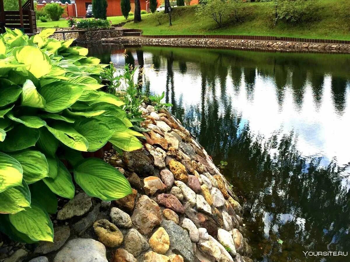 Растения укрепляющие. Берегоукрепление растениями. Влияние комнатных растений на здоровье человека фото. Укрепить берег пруда. Подпорная стенка сады боболи.