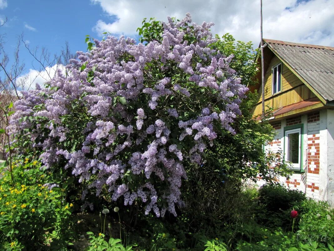 Сирень Амурская куст. Сирень Палибин изгородь. Сирень Мультиштамб. Сирень крупномер. Сирень домой