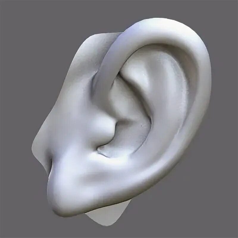 Ears 3d