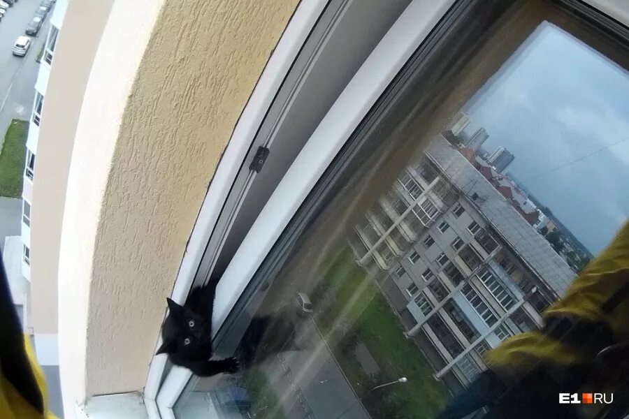 Кот застрял в окне. Кот застрял в окне на проветривании. Застряла в окне. Вертикальное проветривание. Коты которые застряли в приоткрытых окнах.