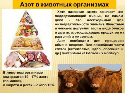 Какие организмы способны усваивать азот