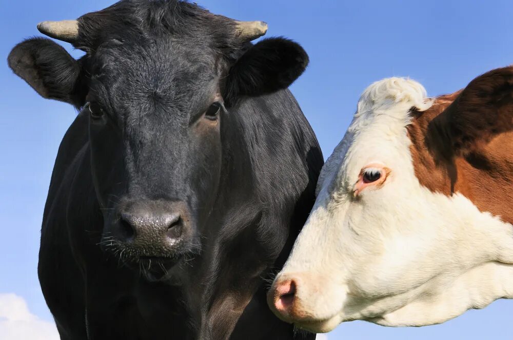Брали мы корову одну. Кот матроскин и корова. Raise cattle. Корова это раз. Козлёнок который считал до десяти 1968.