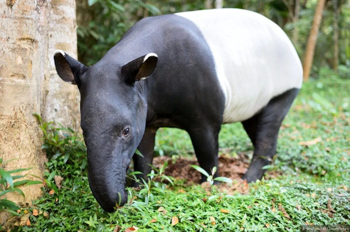 Animal 1 животное. Непарнокопытные тапиры. Тапир в Южной Америке. Андский тапир. Зверь тапир.