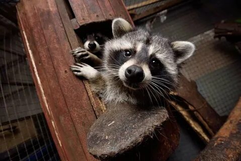 Кот енот