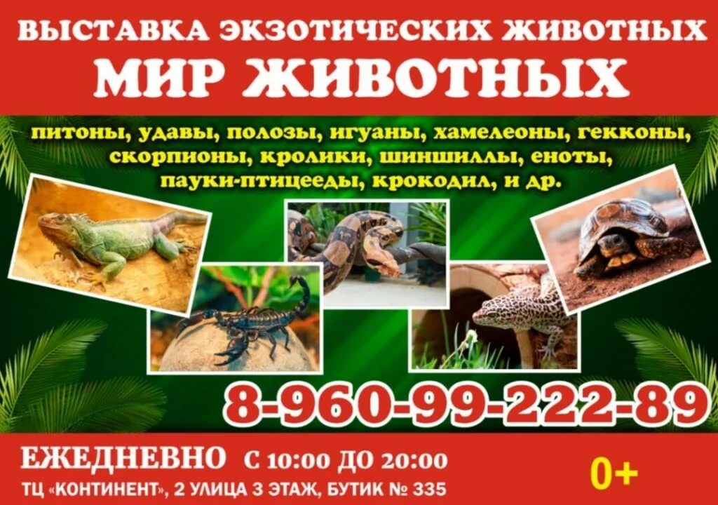 Выставка экзотических животных. Выставка экзотических животных в павлово. Выставка животных. Город шуя выставка экзотических животных. Выставка экзотических животных мегаполис.