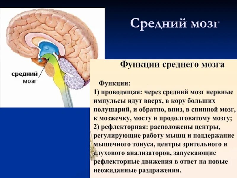 Зоны среднего мозга. Расположение, строение и функции среднего мозга.. Структура головного мозг средний мозг. Средний мозг строение и функции кратко. Функции отделов среднего мозга.