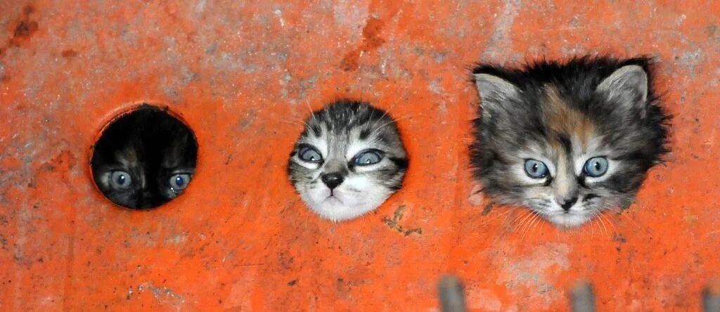 Любопытно увидеть