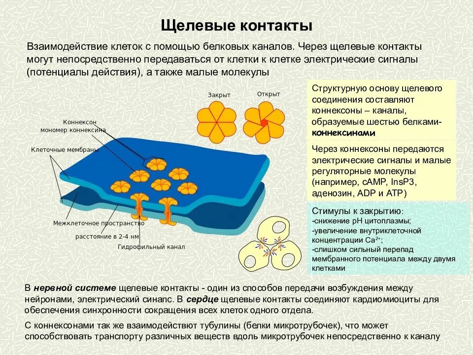 Передача информации клетки