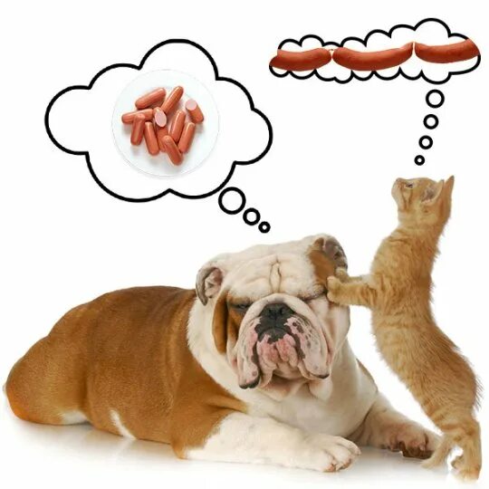 сколько память у кошек. фотографии памяти собаки. стих про собаку. стихи посвященные собаке. Mem dog packet.