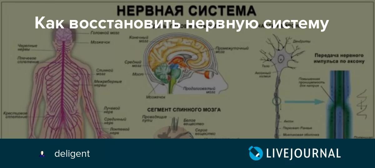 Могут ли люди восстановиться. Нервная система. Нервная система человека. Восстановление нервной системы. Центральная нервная система.