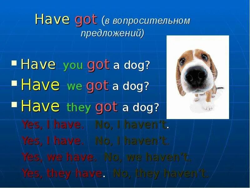 Прочитайте слова dog. Have got has got вопросительные предложения. Вопросительные предложения с have. Dog have или has got. I got a Dog has или have.