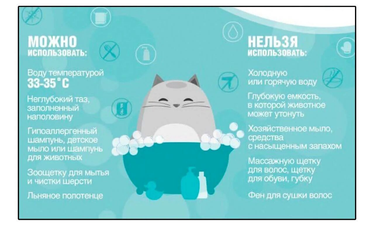 Чем мыть домашнюю кошку. Как правильно мыть кошку. как правильно помыть кошку. инструкция как мыть кота. помытая кошка.