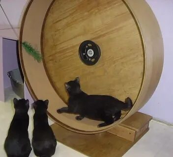 Беговой кот